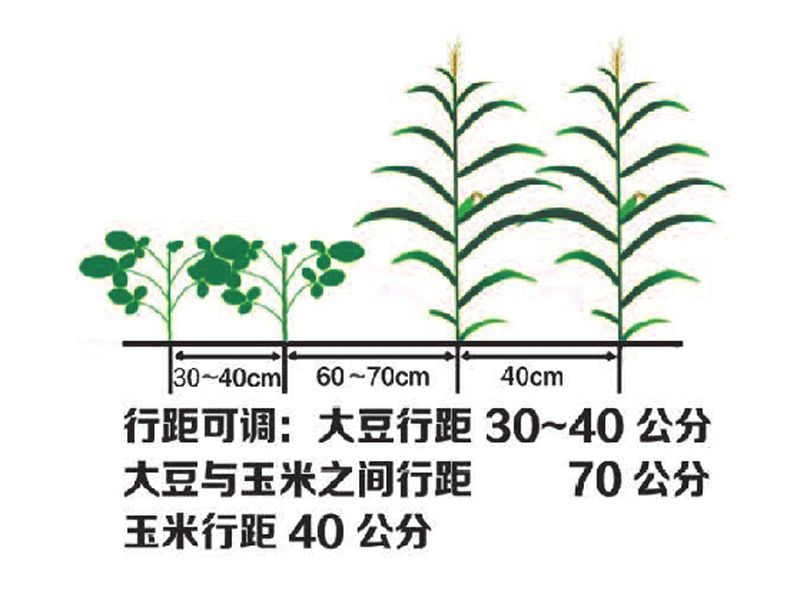 2BDYF-5型大豆玉米带状复合播种机